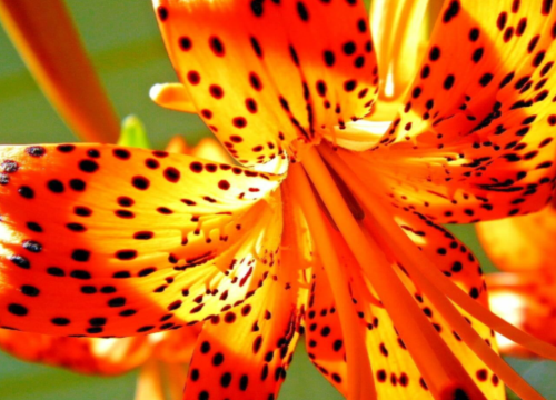 Tiger Lily Bulbets | Lilium lancifolium | Hardy Summer Perennial Garden Lily