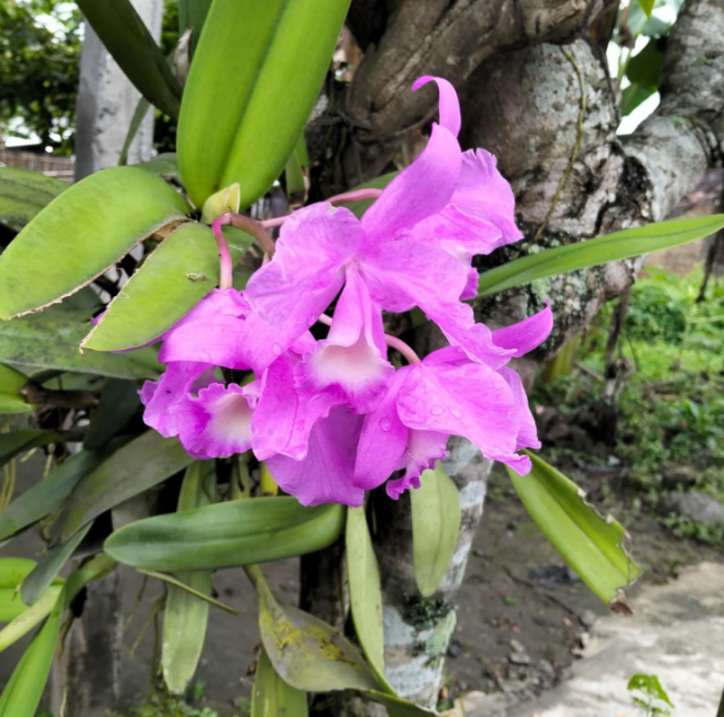 Cattleya Hybrida Orchid Seeds | Cattleya × hybrida | Showy Purple Tropical Blooms