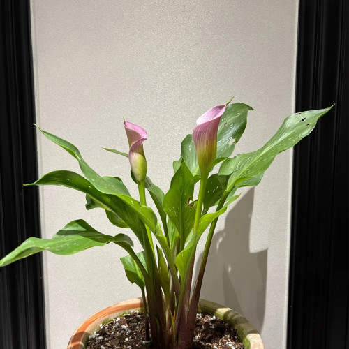 'Dreamland' Calla Lily Bulbs | Zantedeschia hybrida | Soft Pink Flower Bulb