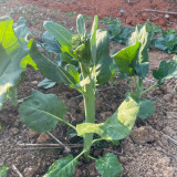'Jiemei Thick Stem' Chinese Kale Seeds - Brassica oleracea var. alboglabra, Thick Main Stem, Yellow Flower, High Yield
