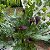 'Chief' Calla Lily Bulbs | Zantedeschia hybrida | Deep Purple-Black Flower Bulb