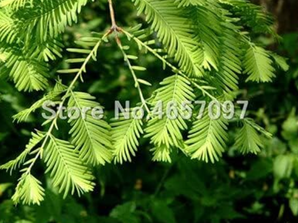 Dawn Redwood Tree Seeds | Metasequoia glyptostroboides | Hardy Ornamental Forest Specimen