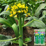 'Jiemei Thick Stem' Chinese Kale Seeds - Brassica oleracea var. alboglabra, Thick Main Stem, Yellow Flower, High Yield