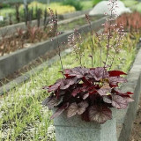 Purple Palace Heuchera Seeds | Heuchera micrantha 'Purple Palace' | Hardy Purple Foliage Ground Cover