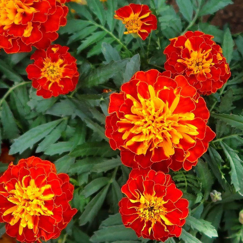 Red Double French Marigold Seeds - Tagetes patula, Bright Red Ornamental Flower, Ideal for Home Gardening Enthusiasts