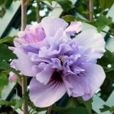 Purple Double Rose of Sharon Seeds | Hibiscus syriacus | Landscape Flowering Shrub Tree