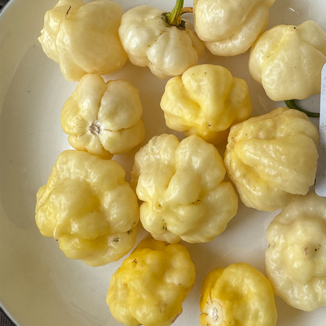 KS Lemon Starrburst Pepper Seeds | Capsicum chinense | Rare Lemon-Yellow Chili Pepper