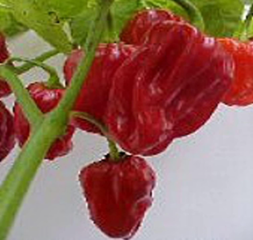 Red Tobago Seasoning Hot Pepper Seeds | Capsicum annuum | Non GMO Vegetable Fruit