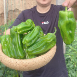 'Zhongjiao Bopila No.1' Pepper Seeds | Capsicum annuum | F1 Hybrid Thin-Skin Spicy Chili