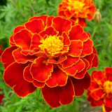 Red Double French Marigold Seeds - Tagetes patula, Bright Red Ornamental Flower, Ideal for Home Gardening Enthusiasts