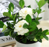 Rare Cape Jasmine Seeds | Gardenia jasminoides | Fragrant White Blooms