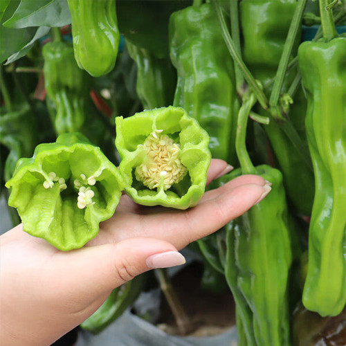 'Zhongjiao Bopila No.1' Pepper Seeds | Capsicum annuum | F1 Hybrid Thin-Skin Spicy Chili