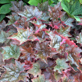 Purple Palace Heuchera Seeds | Heuchera micrantha 'Purple Palace' | Hardy Purple Foliage Ground Cover