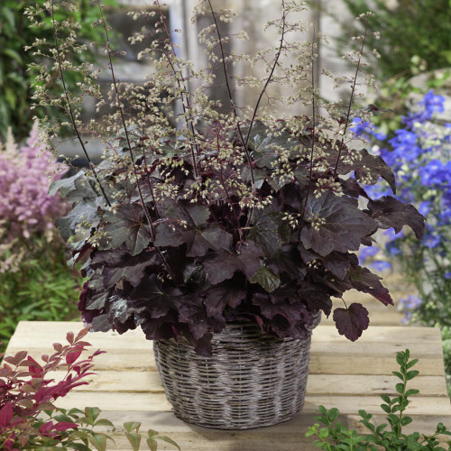 Purple Palace Heuchera Seeds | Heuchera micrantha 'Purple Palace' | Hardy Purple Foliage Ground Cover