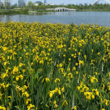Yellow Flag Iris Seeds - Iris pseudacorus, Bright Yellow Pond Margin Flower, High Ornamental Value