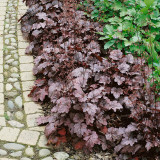 Purple Palace Heuchera Seeds | Heuchera micrantha 'Purple Palace' | Hardy Purple Foliage Ground Cover