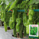 'Zhongjiao Bopila No.1' Pepper Seeds | Capsicum annuum | F1 Hybrid Thin-Skin Spicy Chili