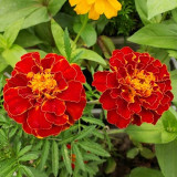 Red Double French Marigold Seeds - Tagetes patula, Bright Red Ornamental Flower, Ideal for Home Gardening Enthusiasts