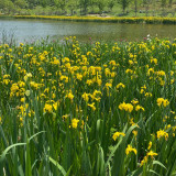 Yellow Flag Iris Seeds - Iris pseudacorus, Bright Yellow Pond Margin Flower, High Ornamental Value