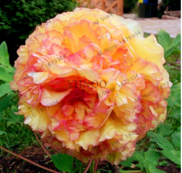 Sunset Blush Tree Peony Seeds | Paeonia suffruticosa | Orange-Red Gradient Blooms Perennial