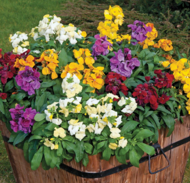 Mixed Siberian & English Wallflower Seeds | Cheiranthus allionii & Erysimum cheiri | Multicolor Home Garden Blooms
