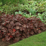 Purple Palace Heuchera Seeds | Heuchera micrantha 'Purple Palace' | Hardy Purple Foliage Ground Cover