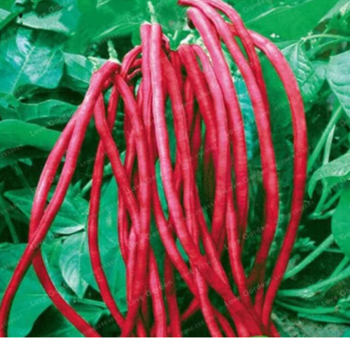 Red Chinese Long Bean Seeds | Vigna unguiculata subsp. sesquipedalis | Red Snake Bean