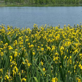 Yellow Flag Iris Seeds - Iris pseudacorus, Bright Yellow Pond Margin Flower, High Ornamental Value