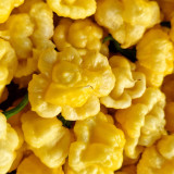 KS Lemon Starrburst Pepper Seeds | Capsicum chinense | Rare Lemon-Yellow Chili Pepper