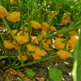 KS Lemon Starrburst Pepper Seeds | Capsicum chinense | Rare Lemon-Yellow Chili Pepper