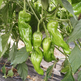 'Zhongjiao Bopila No.1' Pepper Seeds | Capsicum annuum | F1 Hybrid Thin-Skin Spicy Chili
