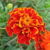 Red Double French Marigold Seeds - Tagetes patula, Bright Red Ornamental Flower, Ideal for Home Gardening Enthusiasts