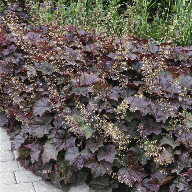 Purple Palace Heuchera Seeds | Heuchera micrantha 'Purple Palace' | Hardy Purple Foliage Ground Cover