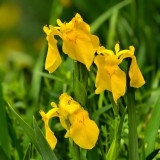 Yellow Flag Iris Seeds - Iris pseudacorus, Bright Yellow Pond Margin Flower, High Ornamental Value