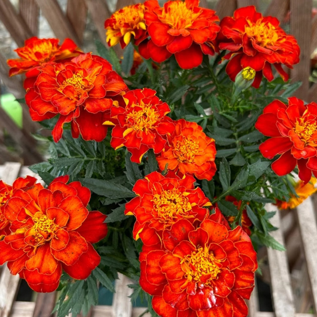 Red Double French Marigold Seeds - Tagetes patula, Bright Red Ornamental Flower, Ideal for Home Gardening Enthusiasts