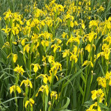 Yellow Flag Iris Seeds - Iris pseudacorus, Bright Yellow Pond Margin Flower, High Ornamental Value