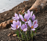 Saffron Crocus Seeds | Crocus sativus | Fall Blooming Purple Ornamental Garden Plant