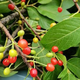 Wild Cherry Rootstock Seeds | Prunus pseudocerasus | Grafting for Edible Cherry & Cherry Blossom