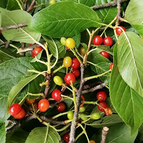 Wild Cherry Rootstock Seeds | Prunus pseudocerasus | Grafting for Edible Cherry & Cherry Blossom