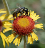 Red Dome Gaillardia Seeds | Gaillardia aristata | Native Pollinator Wildflower Non-GMO