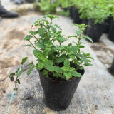 Strawberry Mint Seeds | Mentha × piperita | Edible Fragrant Herb Seeds