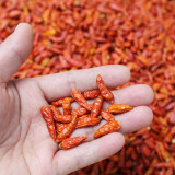 Bird's Eye Chili Seeds | Capsicum annuum | Myanmar Mini Super Hot Pepper