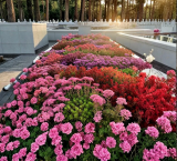 Mixed Sedum Stonecrop Seeds | Sedum spp. | Drought Tolerant Succulent Ground Cover