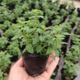 Strawberry Mint Seeds | Mentha × piperita | Edible Fragrant Herb Seeds