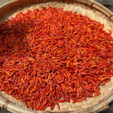 Bird's Eye Chili Seeds | Capsicum annuum | Myanmar Mini Super Hot Pepper