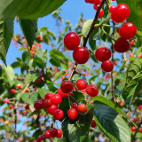 Wild Cherry Rootstock Seeds | Prunus pseudocerasus | Grafting for Edible Cherry & Cherry Blossom