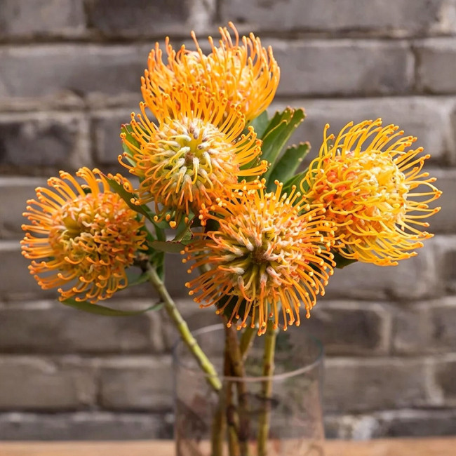 Orange Pincushion Protea Seeds | Leucospermum cordifolium | Exotic Cut Flower Garden Plant