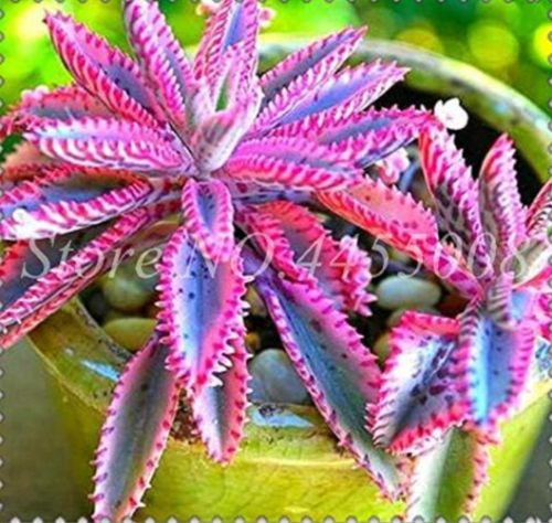 Rare Purple Kalanchoe Seeds | Kalanchoe daigremontiana | Easy Growing Lazy Succulent Plant