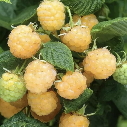 Golden Raspberry Seeds | Rubus idaeus | Edible Yellow Berry Garden Vine Fruit