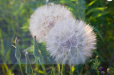 White Salsify Seeds | Tragopogon porrifolius | Non-GMO Edible Root Vegetable